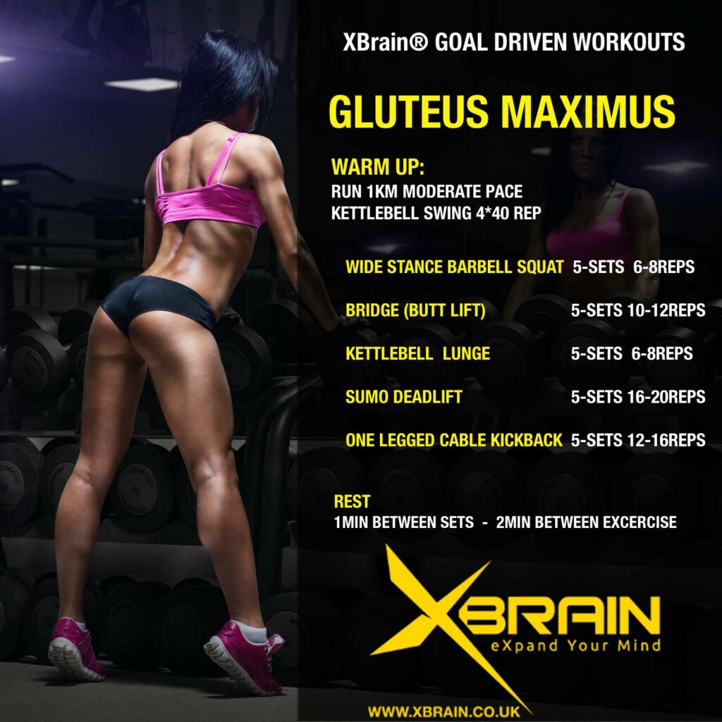 gluteus maximus