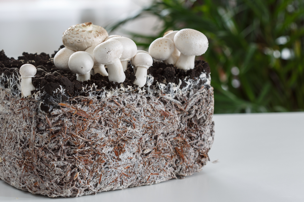 Medicinal Mushrooms: Fruiting Body Vs. Mycelium 2 shutterstock 1035289675