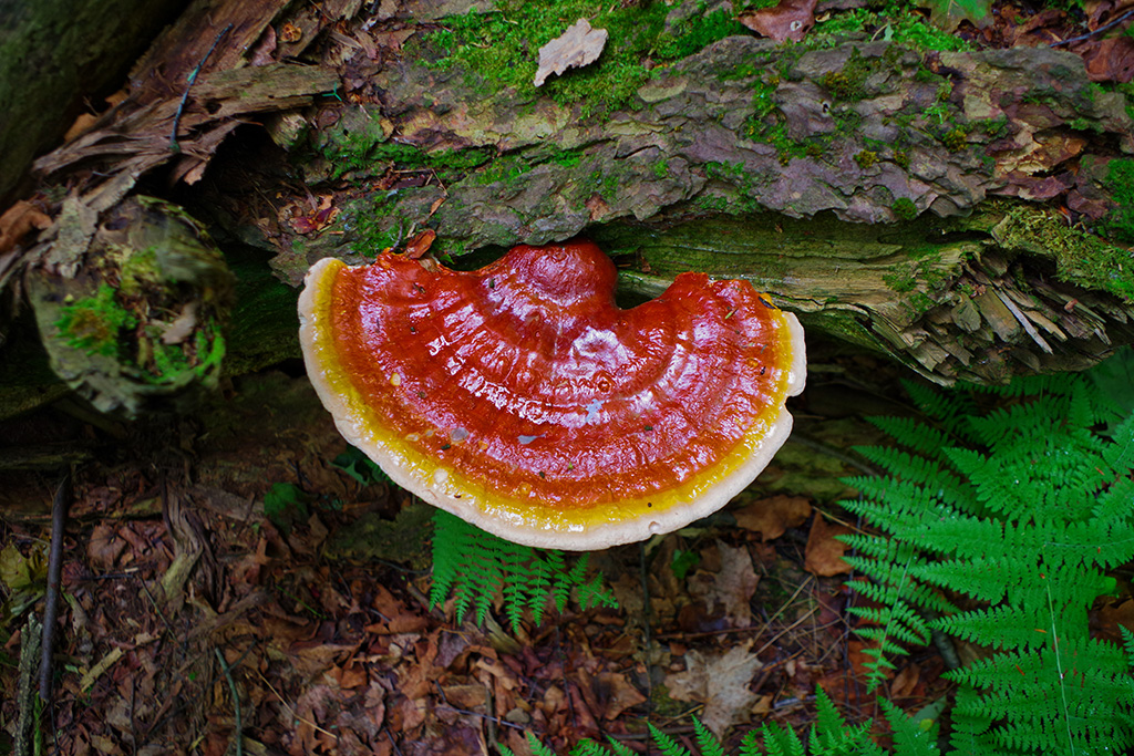 Reishi Mushroom: Benefits, Side Effects, Dosage & More 2 shutterstock 1115292062 resized