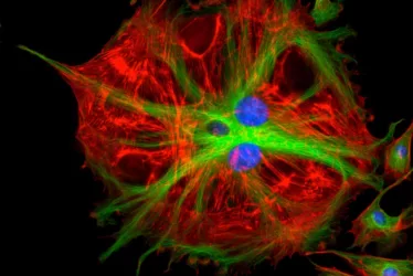 shutterstock 718312030 1 jpg